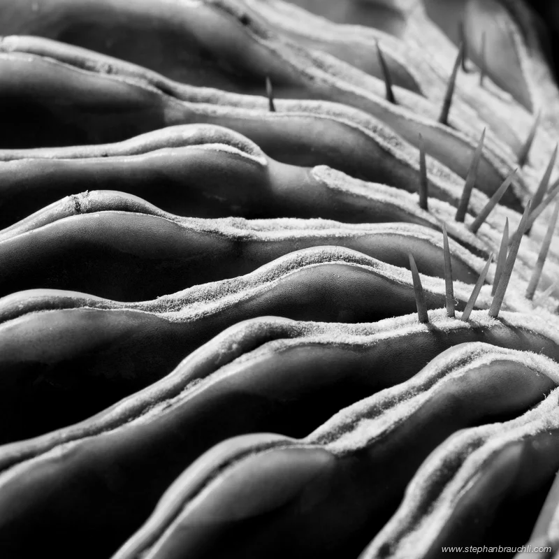 The beauty of spines - cactus close-up photos 