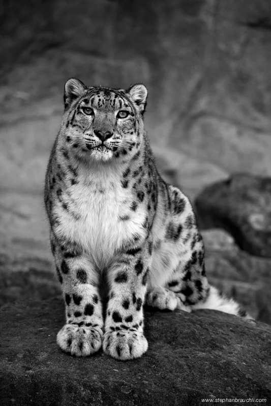 Snow Leopards - the elusive shadow cats