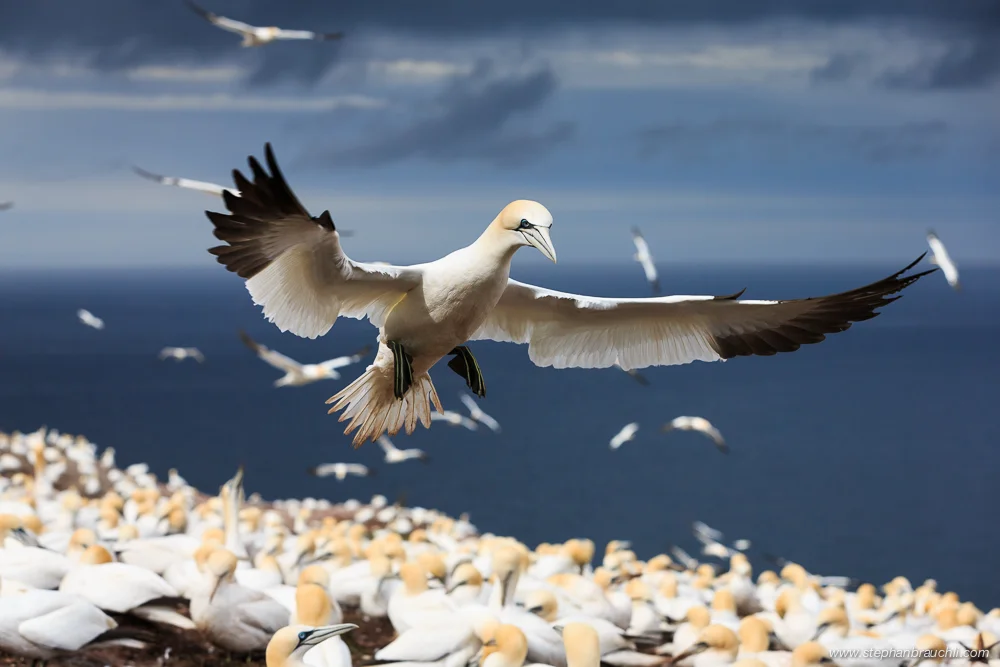 Awarded at the International Photography Awards 2013 