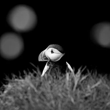 In the realm of the clowns - Iceland's Atlantic Puffins