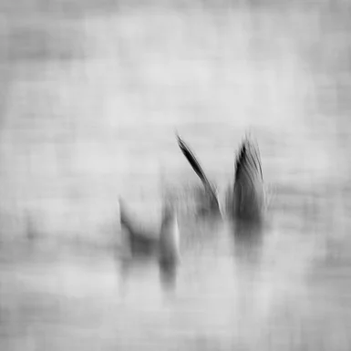 Lake of Zurich Wildlife