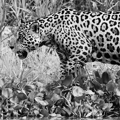 Tracking wild jaguars in Brazil's Pantanal