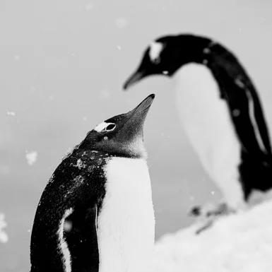 Antarctic Peninsula