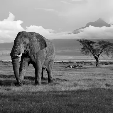 Kenya & Tanzania 2010