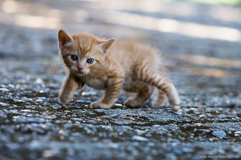 Cuteness overdose - kitten photo goes viral