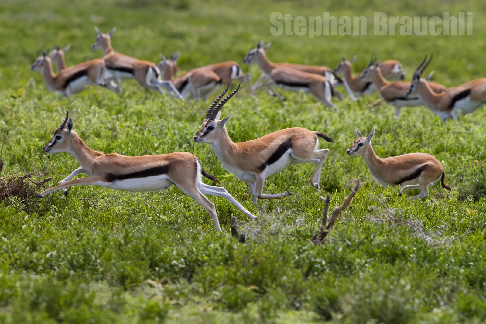 Wildlife