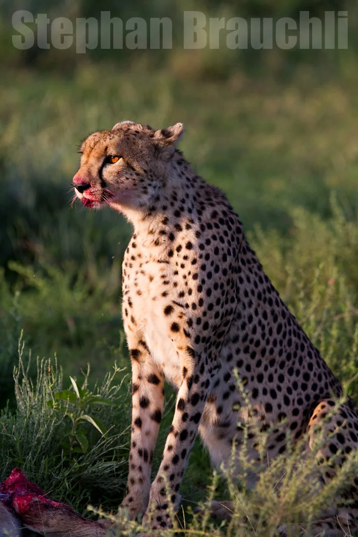 Wildlife
