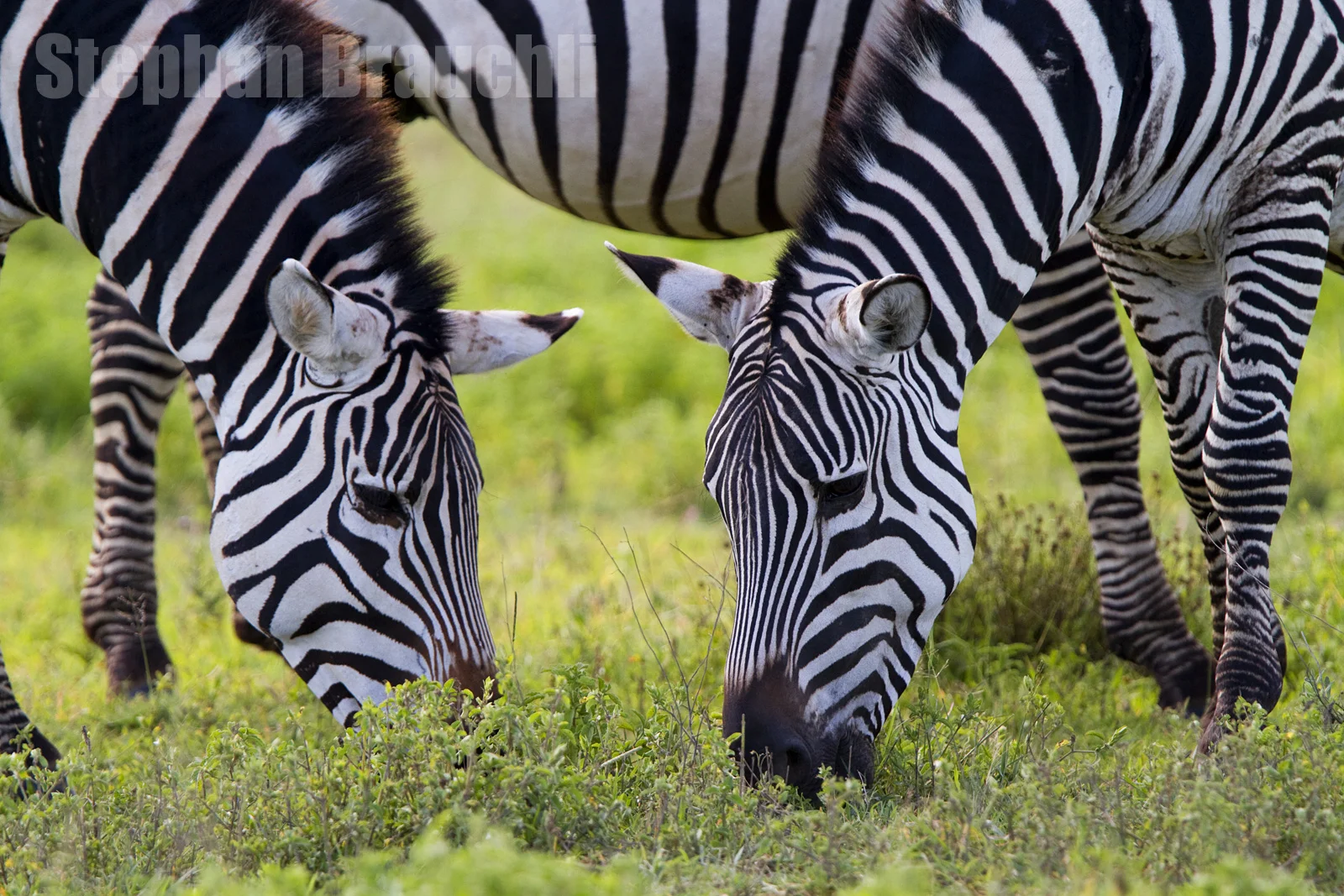 Wildlife