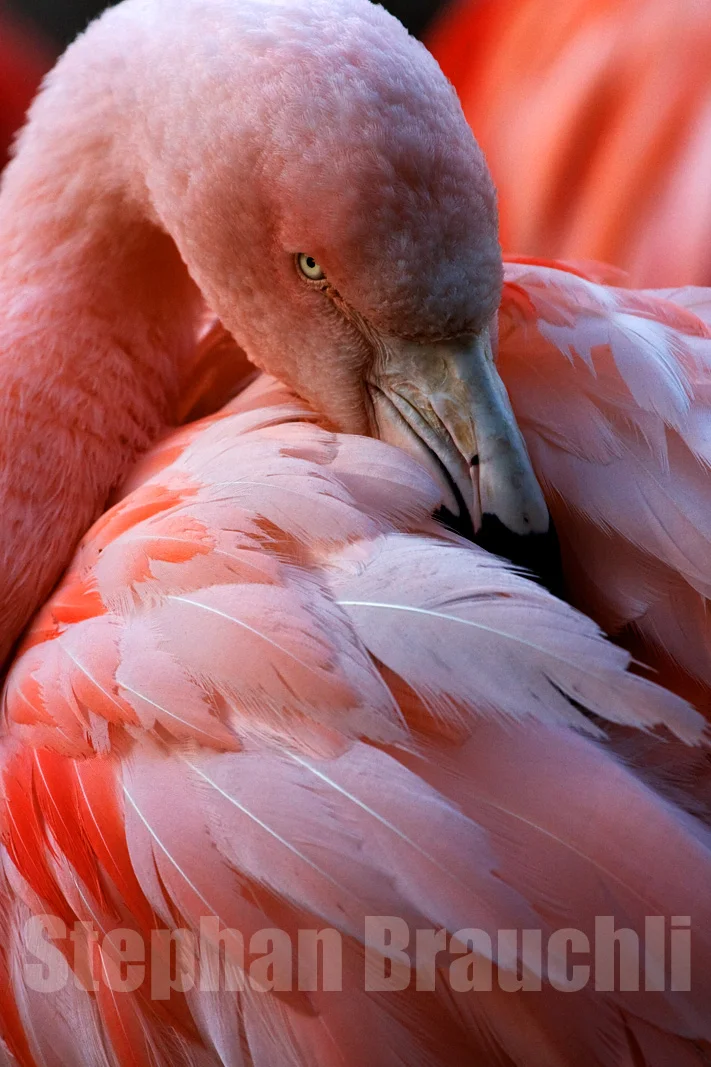 Wildlife