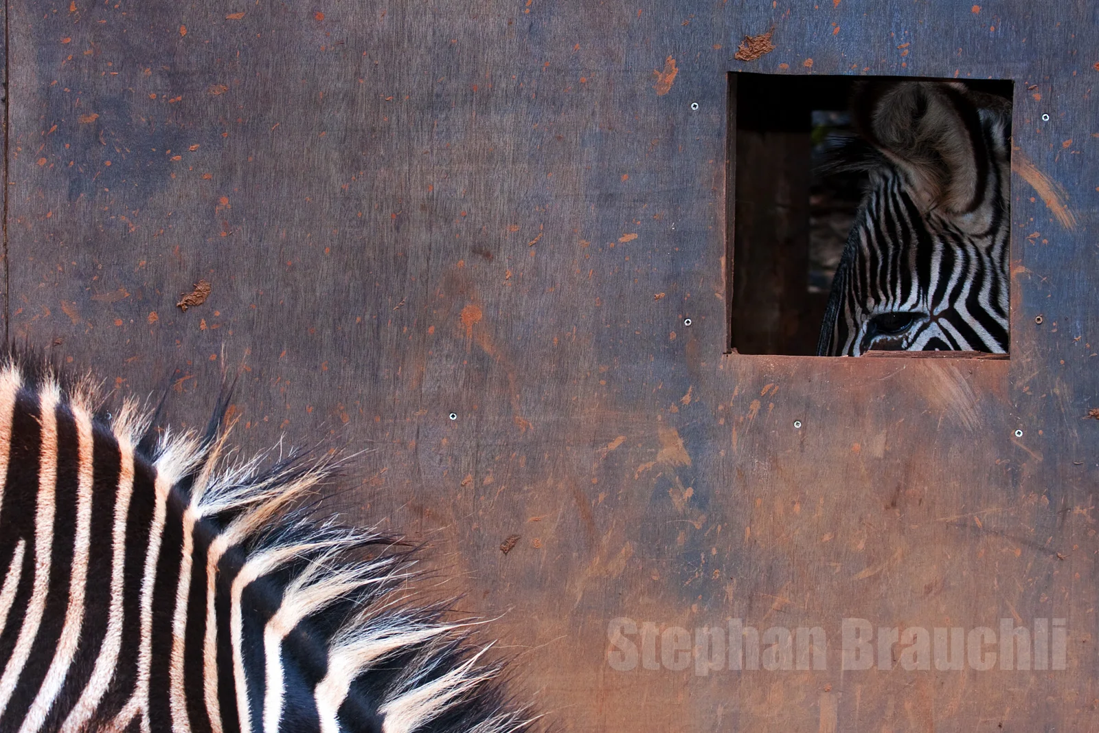 Wildlife