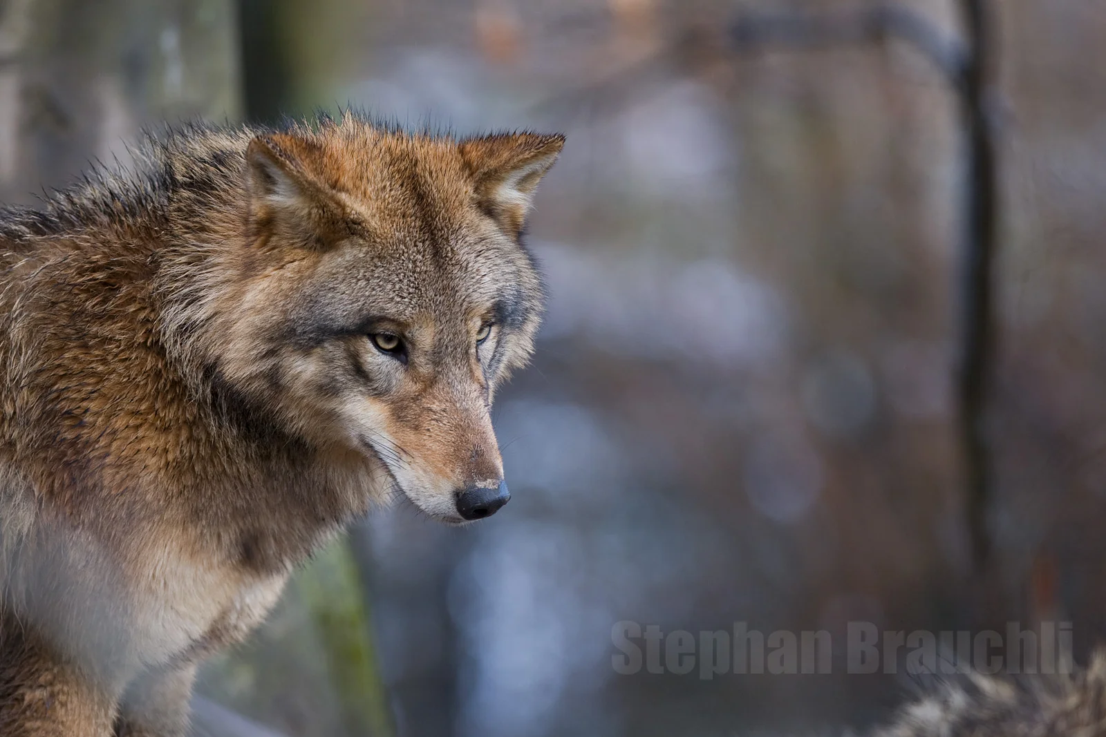 Wildlife