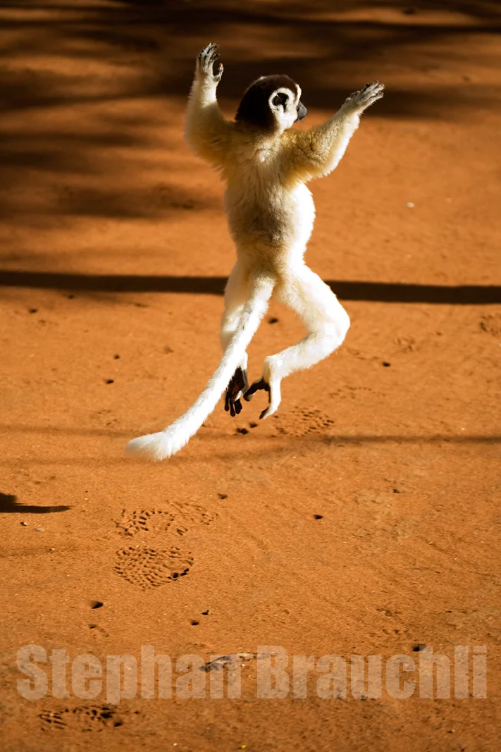 Wildlife