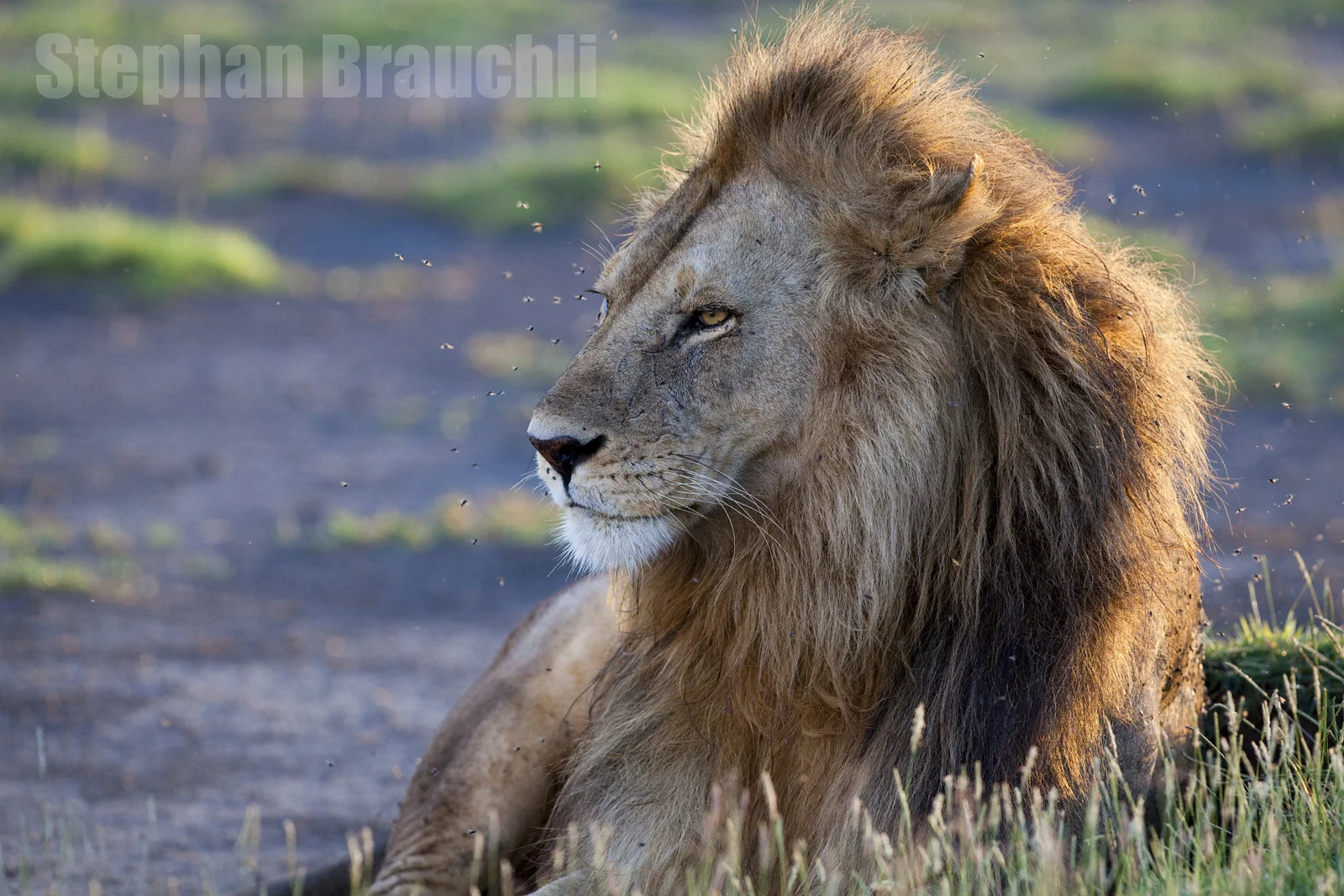 Wildlife